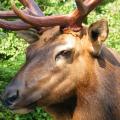 Roosevelt Elk Roosevelt Elk closeup